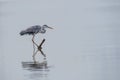 Grey Heron Ardea cinerea side view standing up on a branch f Royalty Free Stock Photo
