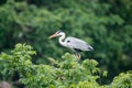 Grey heron, ardea cinerea Royalty Free Stock Photo