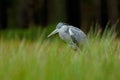 Grey Heron, Ardea cinerea, sitting in the green marsh grass, forest in the background Royalty Free Stock Photo