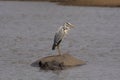 Grey heron,  Ardea cinerea sitting on hippopotamus.  Kruger National Park Royalty Free Stock Photo