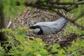 Grey heron, Ardea cinerea, perched in nest and warming up eggs. Bird nesting behavior. Fish predator. Wildlife scene from nature. Royalty Free Stock Photo