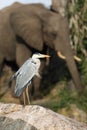 Grey heron Ardea cinerea sitting on the rock above river with young elephant in background. Gray heron with an atypical and rare