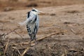 The grey heron ,Ardea cinerea, sitting on the shore of the african river. Grey heron standing in the wind on the dry bank of the Royalty Free Stock Photo