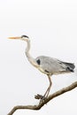 Grey heron on a branch Royalty Free Stock Photo