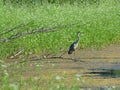 Grey Heron Ardea cinerea standing on the branch Royalty Free Stock Photo