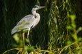 Grey heron Ardea cinerea standing in the branches of a willow tree Royalty Free Stock Photo