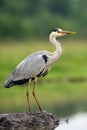 The grey heron ,Ardea cinerea, standing and fishing in the water.A large heron with green background. Great heron in a pile of Royalty Free Stock Photo