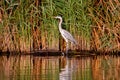 Grey Heron, Ardea cinerea, standing in front of reed Royalty Free Stock Photo