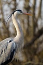 A Grey heron (Ardea cinerea) standing on its nest Royalty Free Stock Photo