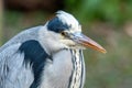 Grey Heron Ardea cinerea standing in the lake. Wildlife in natural habitat Royalty Free Stock Photo