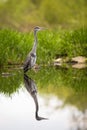 Grey heron standing with legs in water from front view in tranquil nature