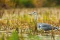 Grey heron Ardea cinerea is standing motionless in the small pond Royalty Free Stock Photo