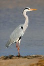 Grey heron