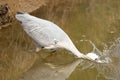 a Grey Heron (Ardea cinerea) standing at the river bank fishing Royalty Free Stock Photo