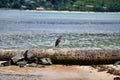 Grey heron Ardea cinerea standing on rusty pipeline on the beach, Anse A La Mouche, Mahe Island, Seychelles. Royalty Free Stock Photo