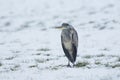 Grey Heron Ardea cinerea standing in the snow.