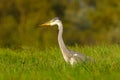 Grey heron Ardea cinerea standing in tall grass on a meadow , closeup Royalty Free Stock Photo