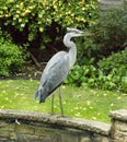 Grey Heron