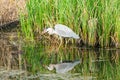 Grey heron - Ardea cinerea Royalty Free Stock Photo