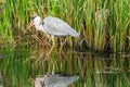 Grey heron - Ardea cinerea Royalty Free Stock Photo