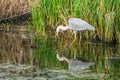 Grey heron - Ardea cinerea Royalty Free Stock Photo