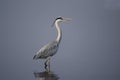 Grey Heron, Ardea cinerea standing in water with reflection at Bhigwan, Pune, Maharashtra, India