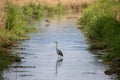 The grey heron Ardea cinerea standing in the water of a small river in germany Royalty Free Stock Photo