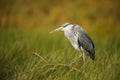 Grey heron Ardea cinerea in the swamps of the lake Royalty Free Stock Photo