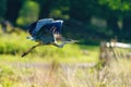 Grey Heron (Ardea cinerea) taking off, taken in London Royalty Free Stock Photo