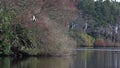 Grey heron, Ardea cinerea, wading bird perched on a tree grooming itself beside a lake in scotland, morayshire