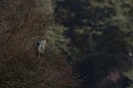 Grey heron, Ardea cinerea, wading bird perched on a tree grooming itself beside a lake in scotland, morayshire Royalty Free Stock Photo