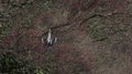 Grey heron, Ardea cinerea, wading bird perched on a tree grooming itself beside a lake in scotland, morayshire