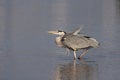 Grey Heron wading into a lake in London Royalty Free Stock Photo