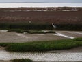 Grey Heron or Ardea cinerea walking along marshes bank with wetland plant adjacent to ocean coast