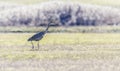 Grey heron, Ardea cinerea, walking in a meadow, Geneva, Switzerland Royalty Free Stock Photo