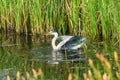 Grey heron - Ardea cinerea Royalty Free Stock Photo