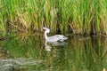 Grey heron - Ardea cinerea Royalty Free Stock Photo