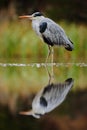 Grey Heron, Ardea cinerea, in water, reflection in the river, blurred grass in background, big water bird in the nature habitat Royalty Free Stock Photo