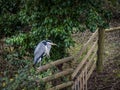 Grey Heron, Ardea Cinerea who lives along Bude canal, Cornwall, England. Royalty Free Stock Photo