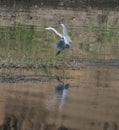 Grey heron stood landing in reeds of river marshland Royalty Free Stock Photo