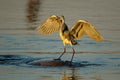 Grey heron balancing on a hippopotamus Royalty Free Stock Photo