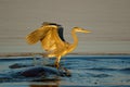 Grey heron balancing on a hippopotamus Royalty Free Stock Photo