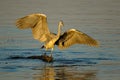 Grey heron balancing on a hippopotamus Royalty Free Stock Photo