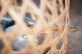 Grey Heron in bamboo basket caged in local market near Thai-Laos border. Khong Chiam District, Thailand.