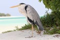 Grey Heron on a beach, Maldives Royalty Free Stock Photo