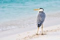 Grey Heron on the beach, Maldives Royalty Free Stock Photo