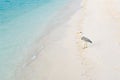 Grey Heron on the beach, Maldives Royalty Free Stock Photo