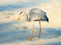 Grey Heron on the beach in the Maldives Royalty Free Stock Photo