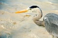 Grey Heron on the beach in the Maldives Royalty Free Stock Photo