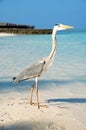 Grey Heron on the beach in the Maldives Royalty Free Stock Photo